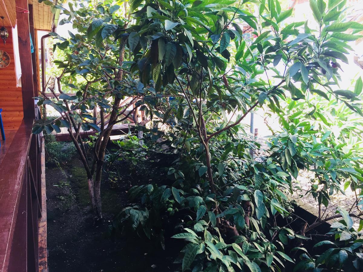 Guest House Nana Gagra Luaran gambar